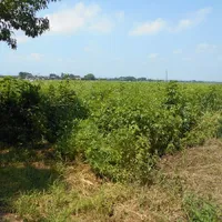画像1475：嵐山町S邸