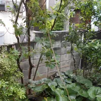 画像1491：嵐山町S邸