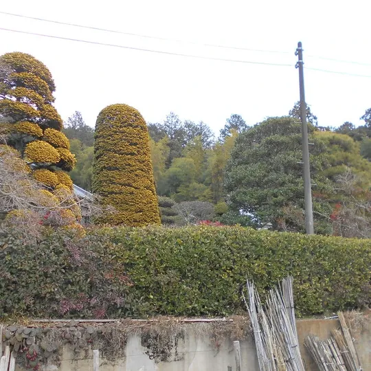 画像1637：鳩山町 Y邸