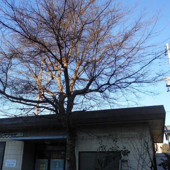 画像1646：鶴ヶ島市 音楽教室