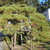 画像1681：嵐山町S邸