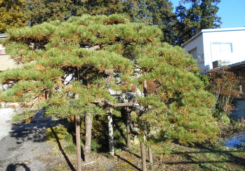 画像1681：嵐山町S邸