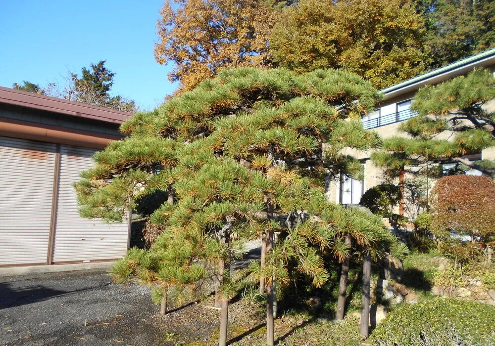 画像1683：嵐山町S邸
