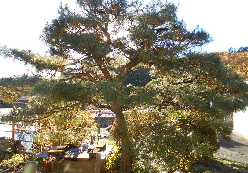 画像1685：嵐山町S邸