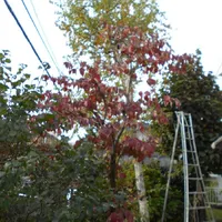 画像1712：嵐山町S邸