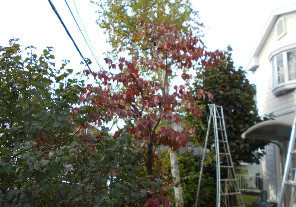 画像1712：嵐山町S邸