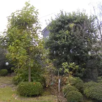 画像1726：嵐山町S邸