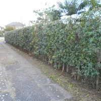 画像1735：嵐山町S邸